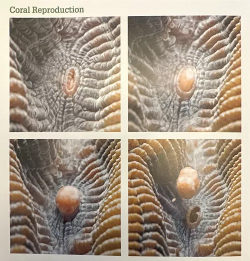 Coral gamete bundles