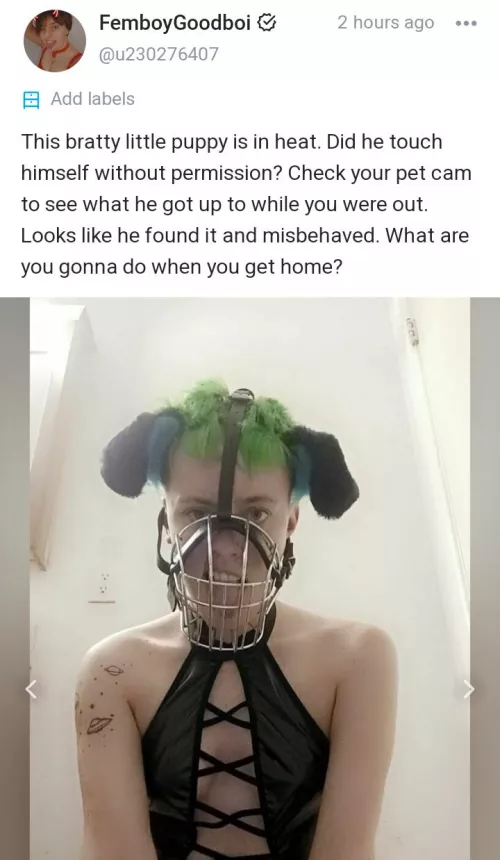 Do you like pleather puppies?