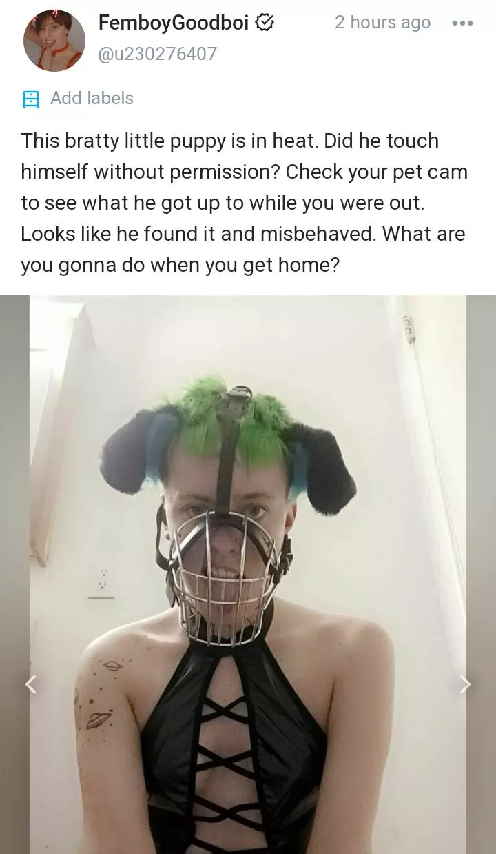 Do you like pleather puppies?