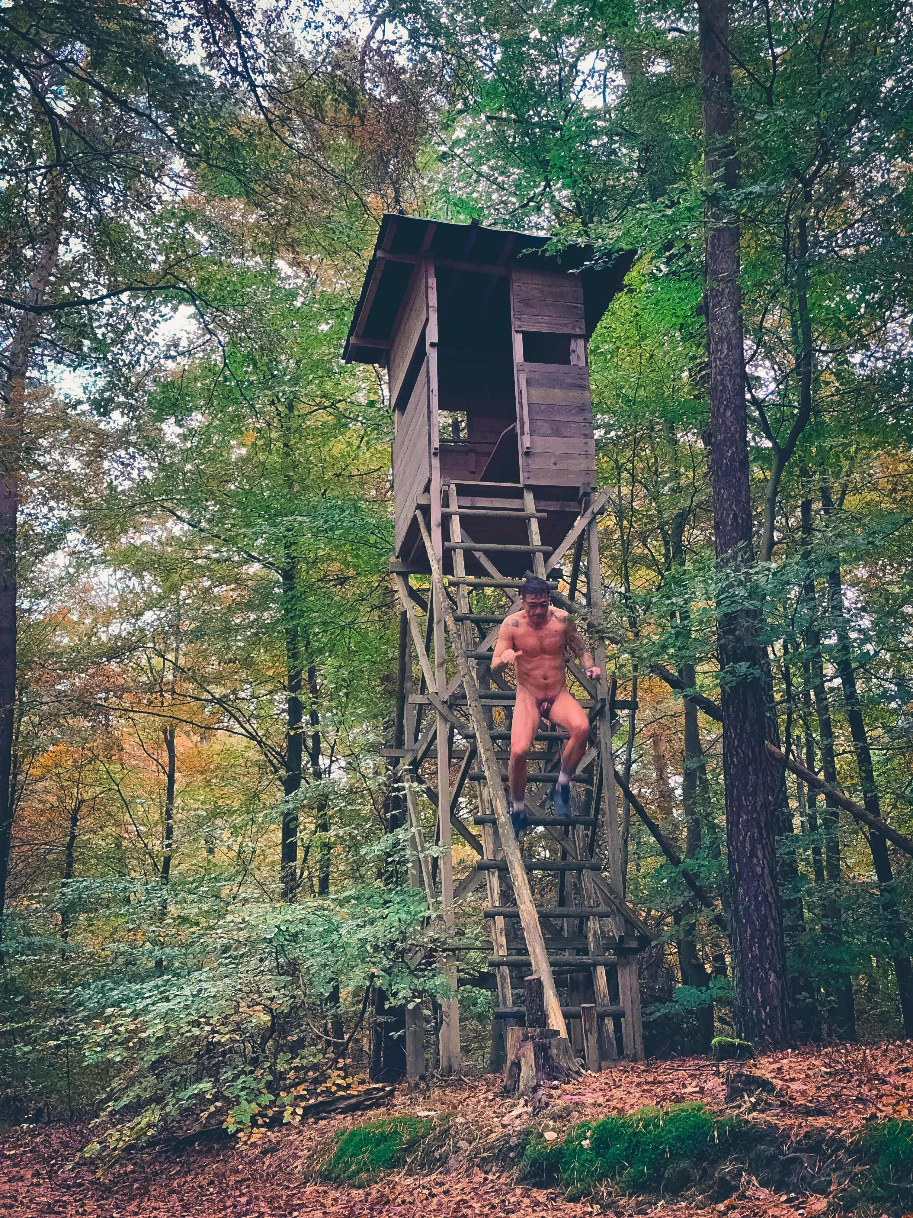 Forest Treehouse