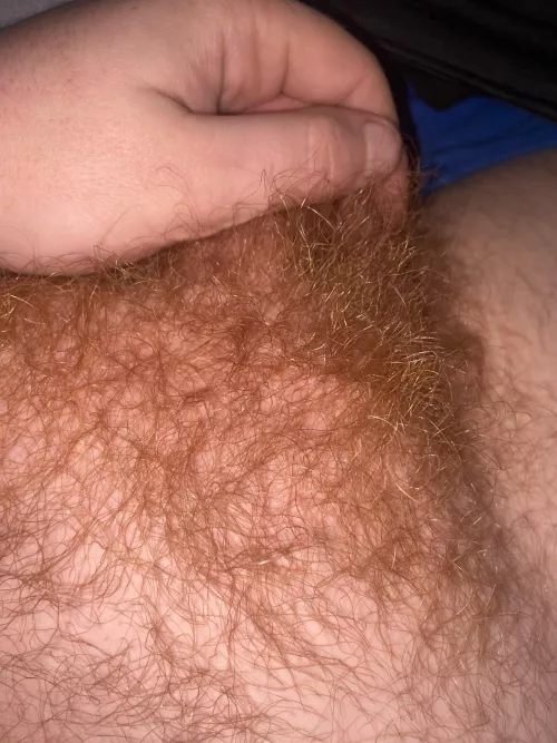 Any hairy gingers online for a chat?