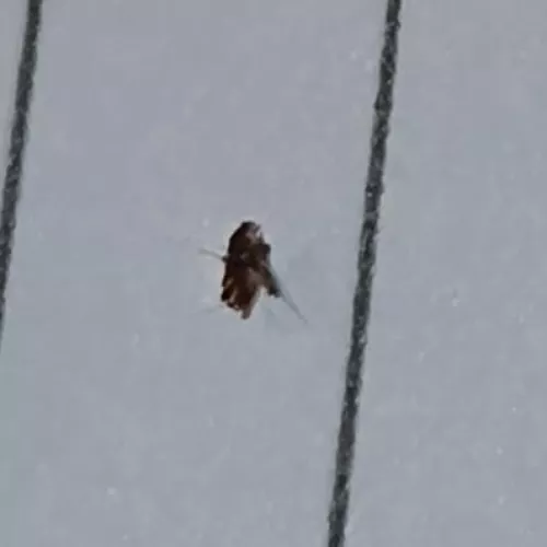 Little Nug Popped from my Cat's Chin