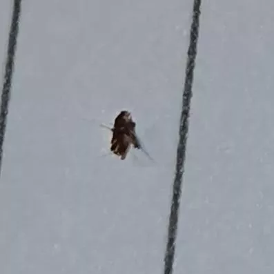 Little Nug Popped from my Cat's Chin