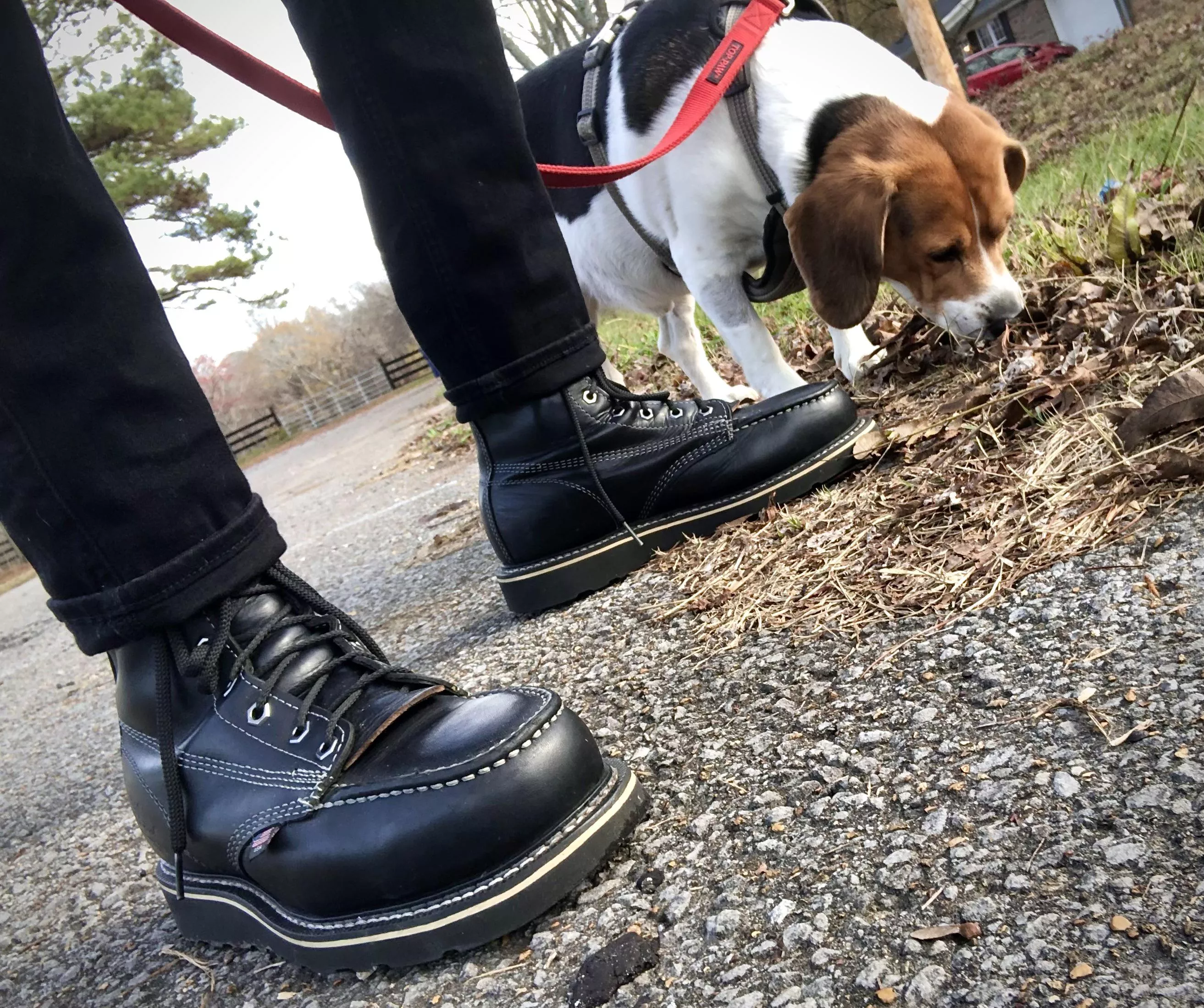 Walking the dog in my midnights😎