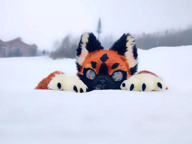 Furry time of the year... (@austinhung on bsky)