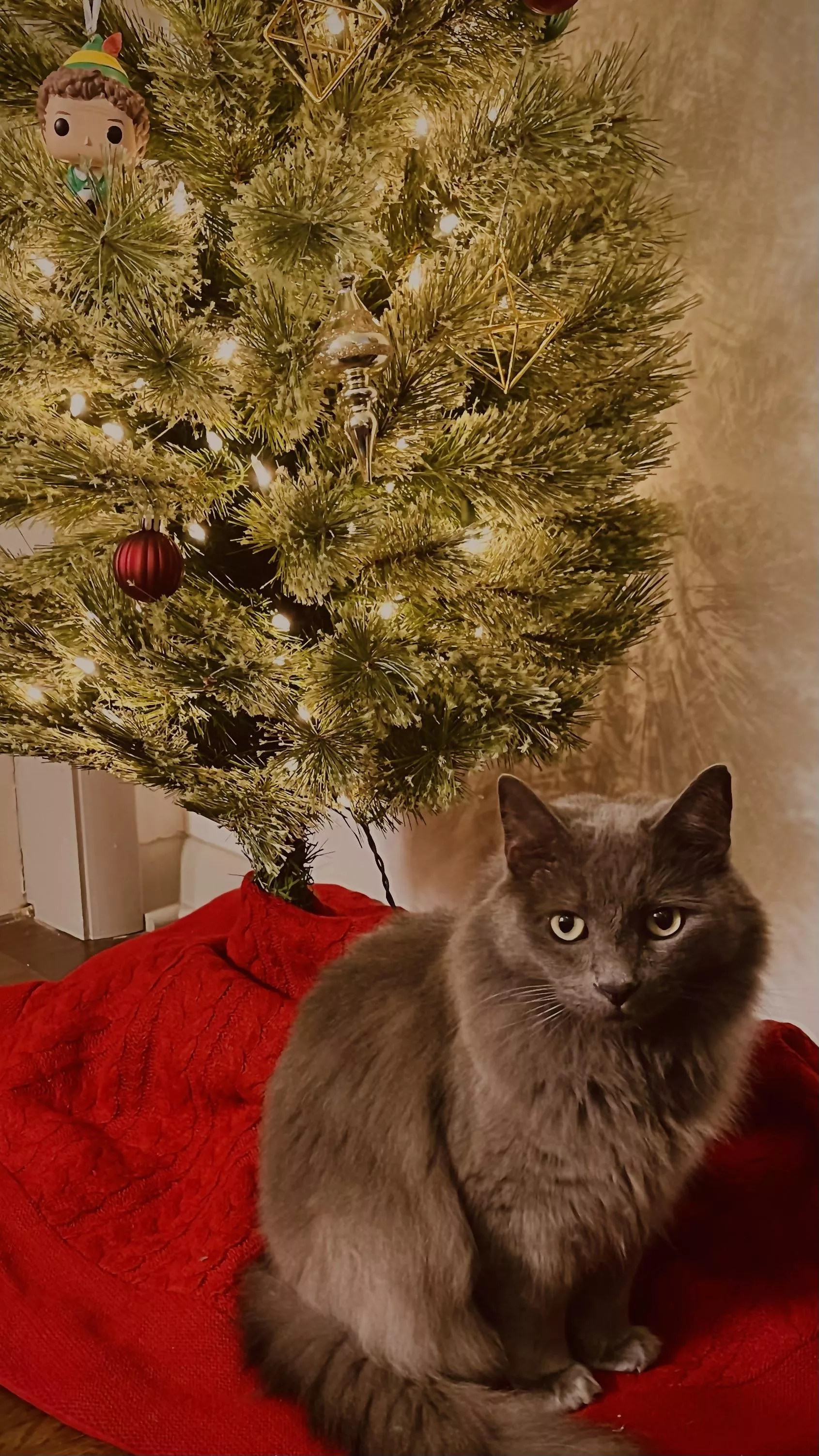 Too Many Cat/Dog Treats on Stream?