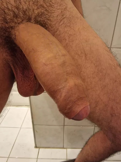 A meaty cock waiting to be sucked