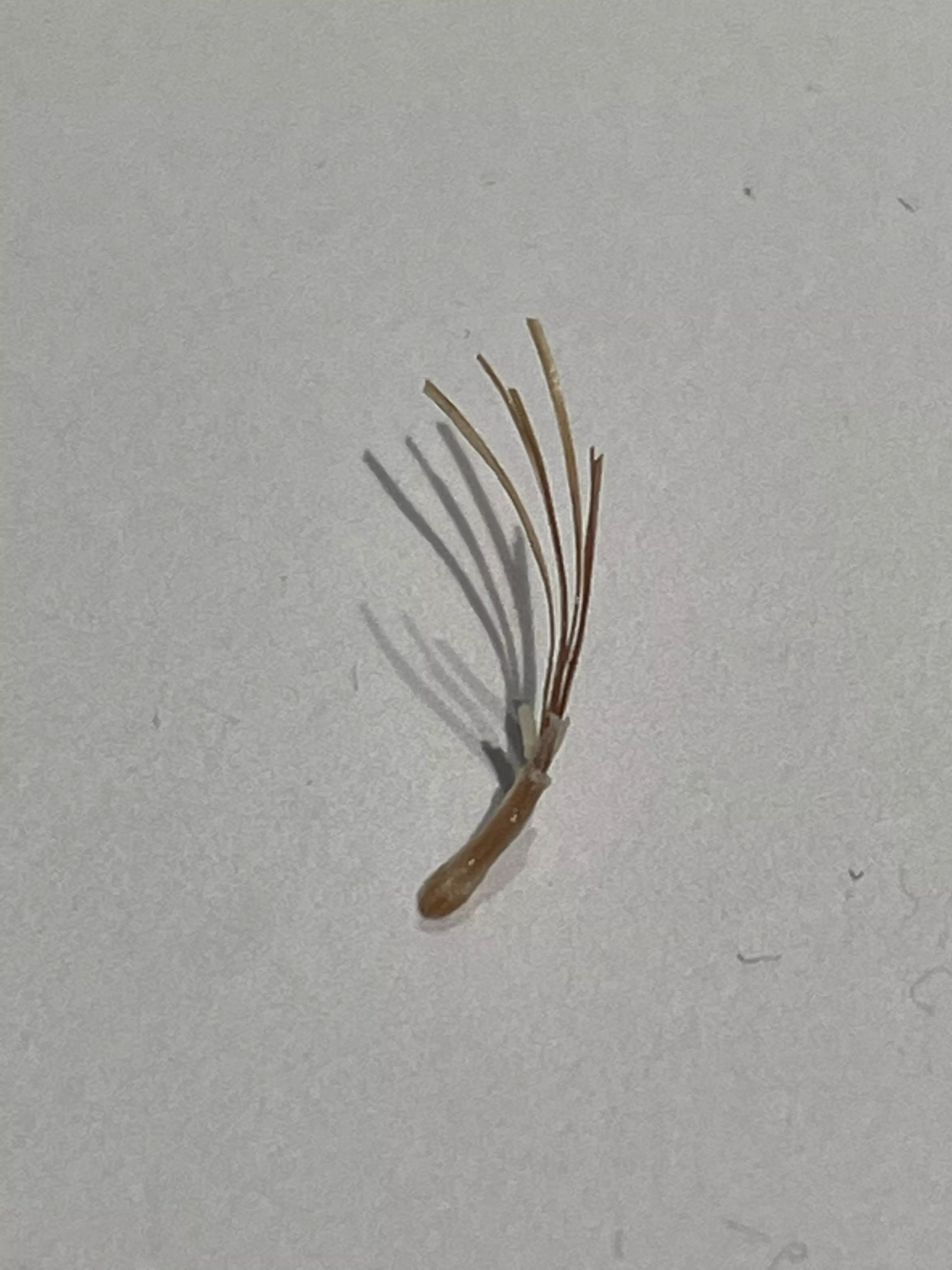 Pulled out with my fingers