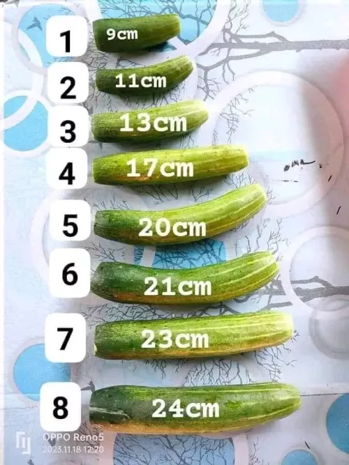 So where do yours fit my Gs, I'm between 6 and 7