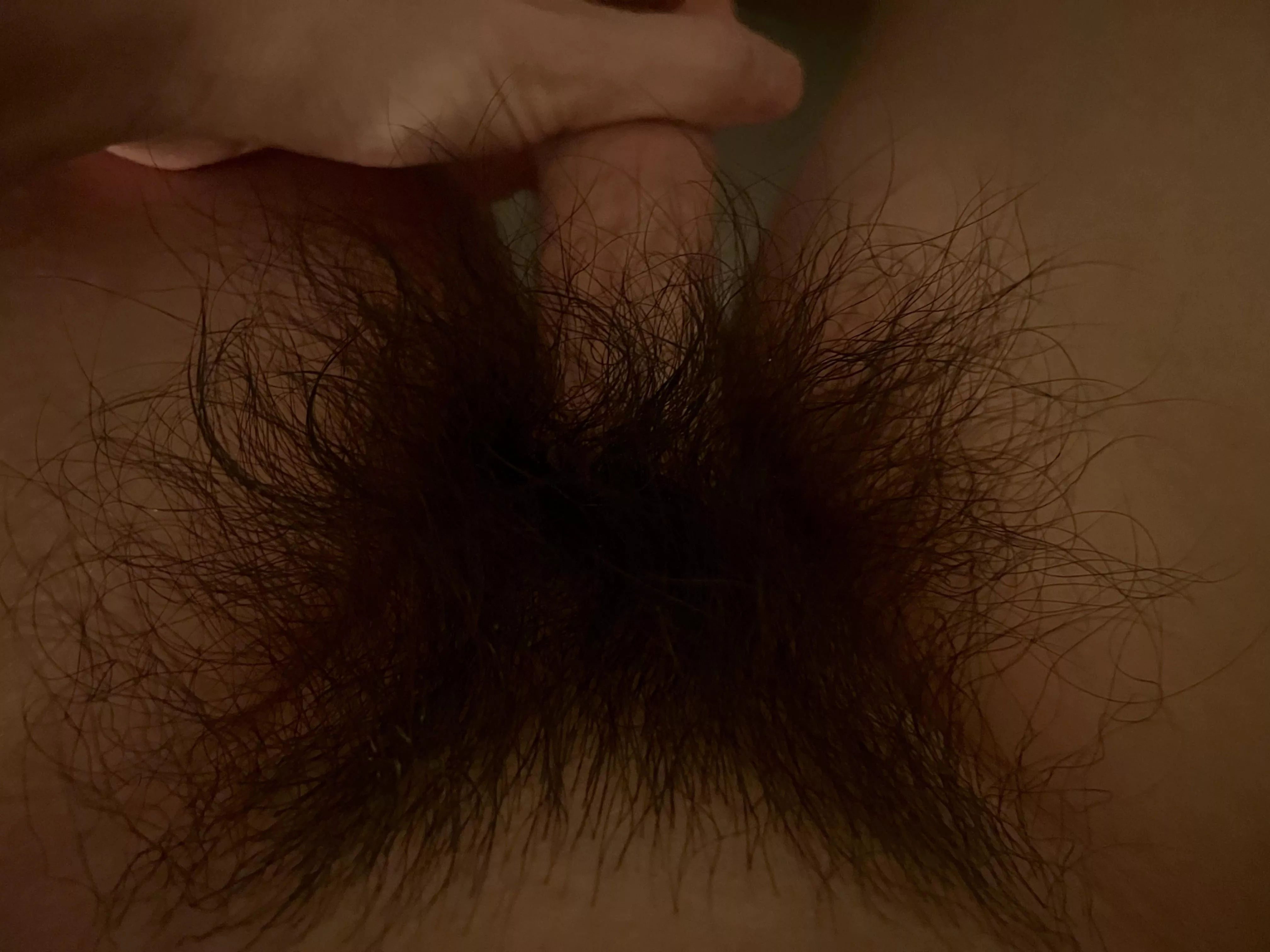 My untrimmed bush looking thick tonight!