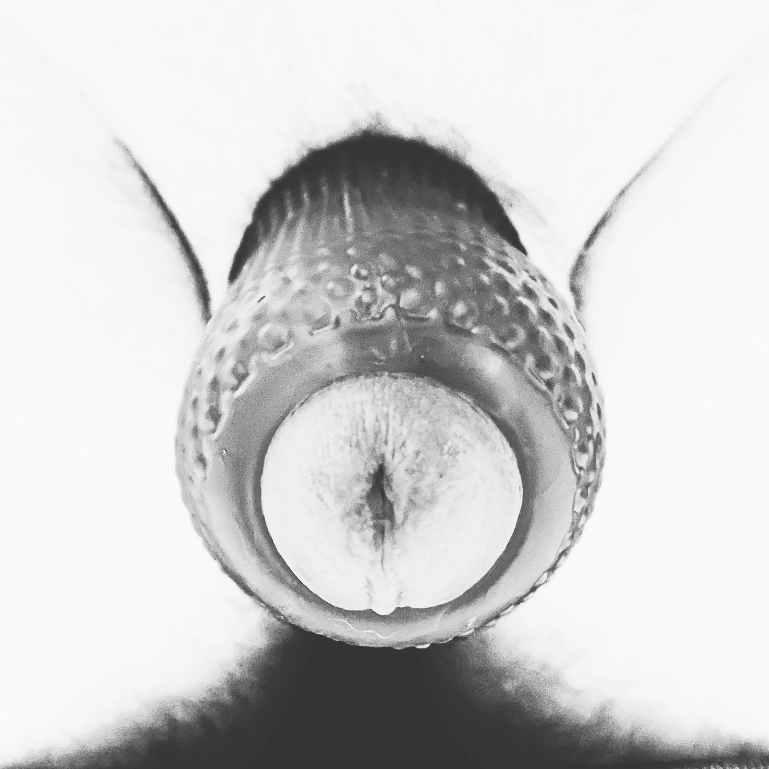 Please help me cum? On your face or ass, what you like?