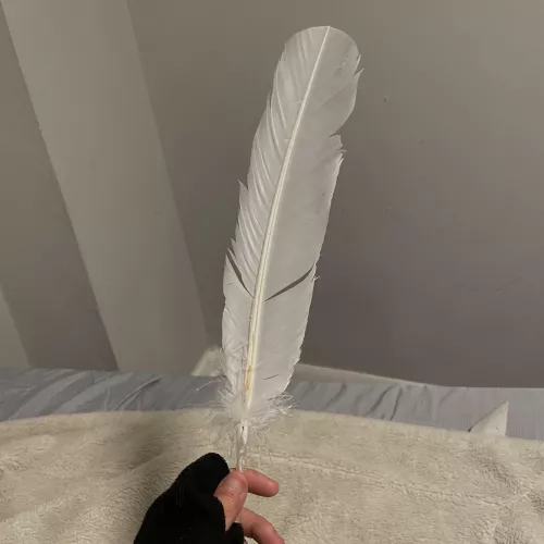 Would you enjoy it if I used this feather on you? 😈