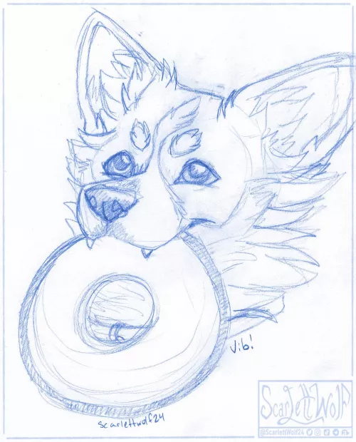 Some puppy wants to play! Throw the frisbee… please? ✨🐾