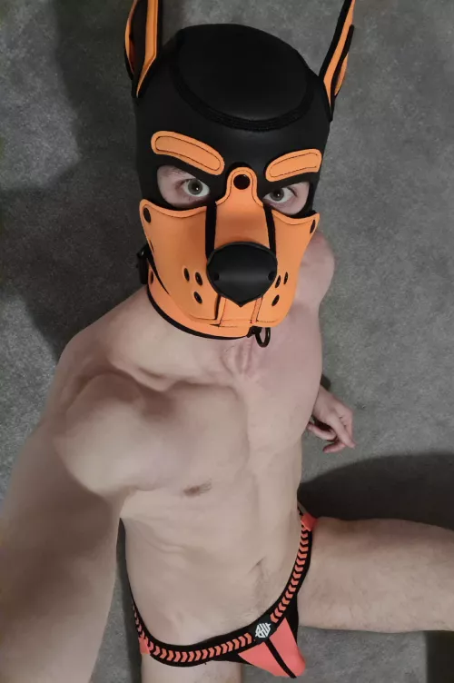 Anyone got a leash? Seriously... a nice orange one?