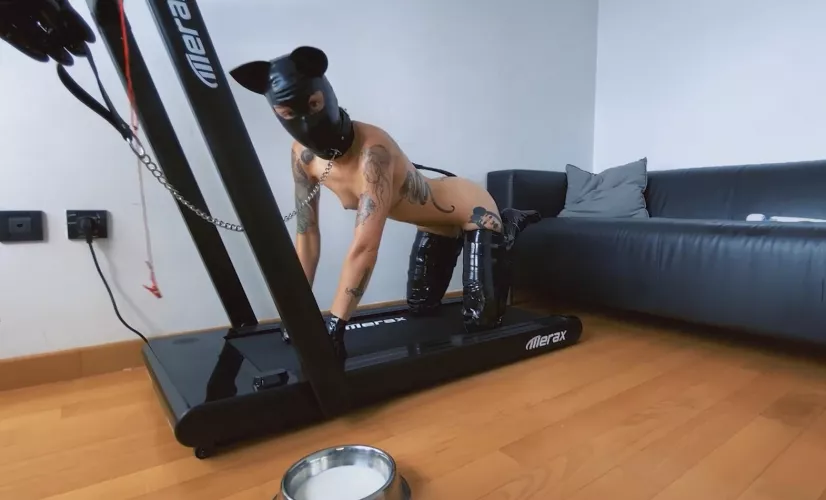 Shiny puppy, ready for my daily walk!