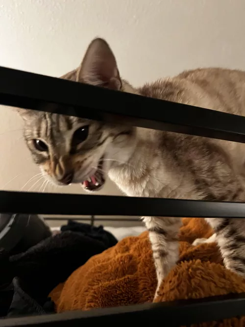 What happened to this sub? It is full of ai images, shitty spirals and seizure inducing videos now, barely any actual hypnosis. (Picture of my cat so I can post)