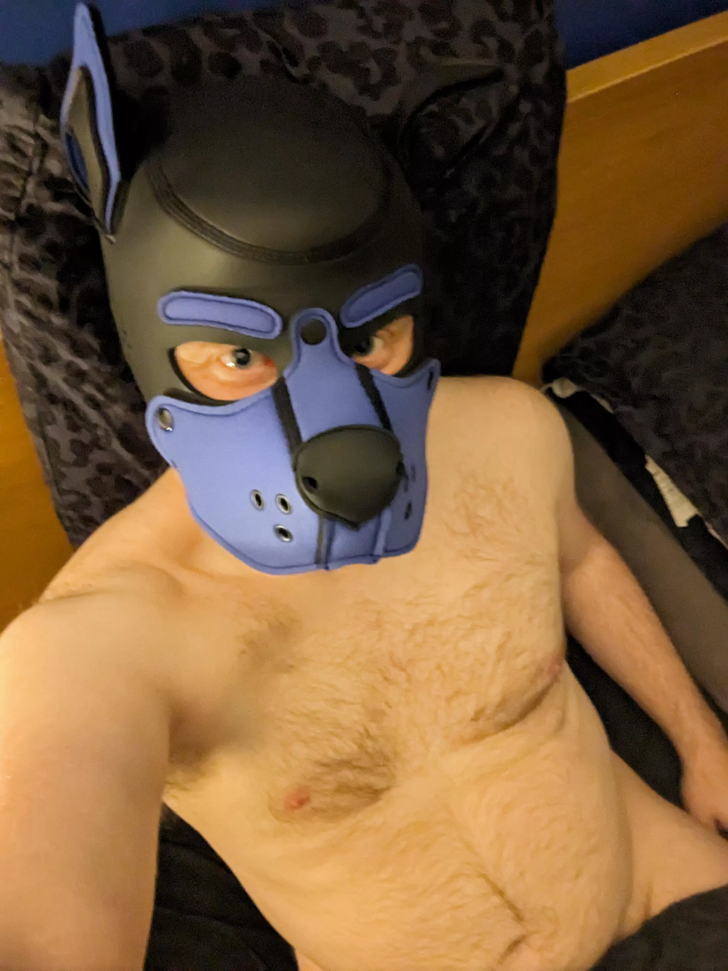 Just purchased my first pup hood 🐶🐾