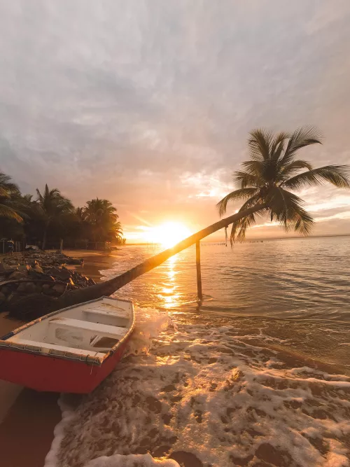 The Canoe and the Crooked Palm Tree