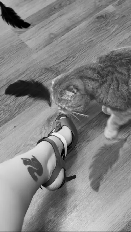 My heel, my cat…