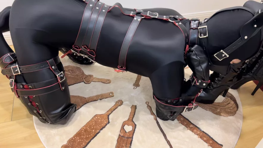 What puppy does when mommy is not home