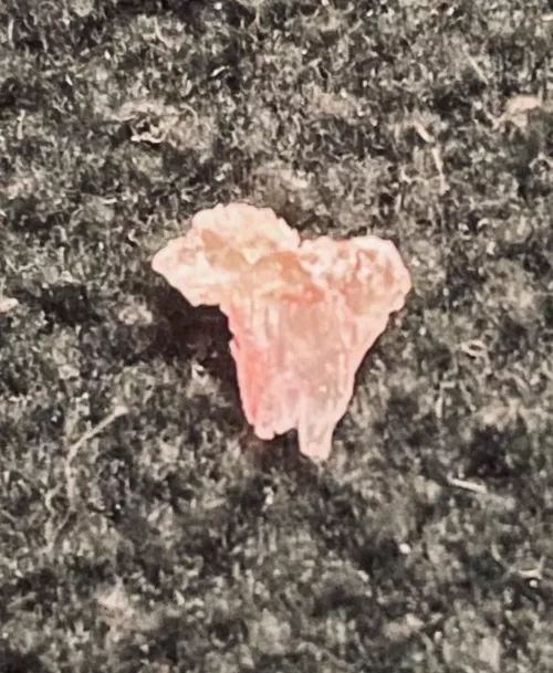 Freshly pulled spicule