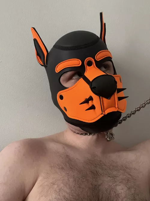 Come tug on my leash 