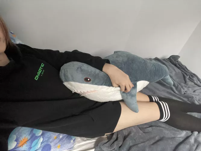 Blahaj helping me with bad mood