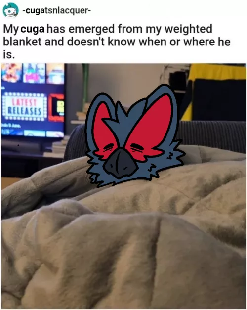 My cuga emerged from my weighted blanket.. (By @RuiOnRollers)