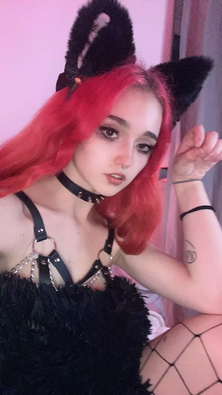 Even though I'm wearing a collar, I can still bite you :3