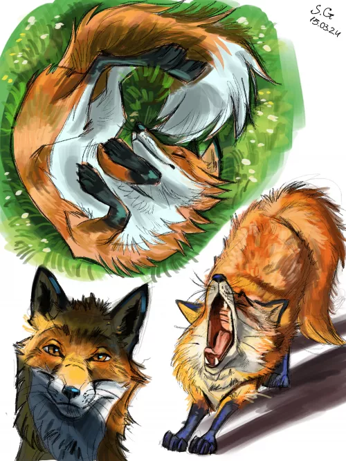 I dont know if it's the right place to post-  a few sketches of foxes that I did 😅