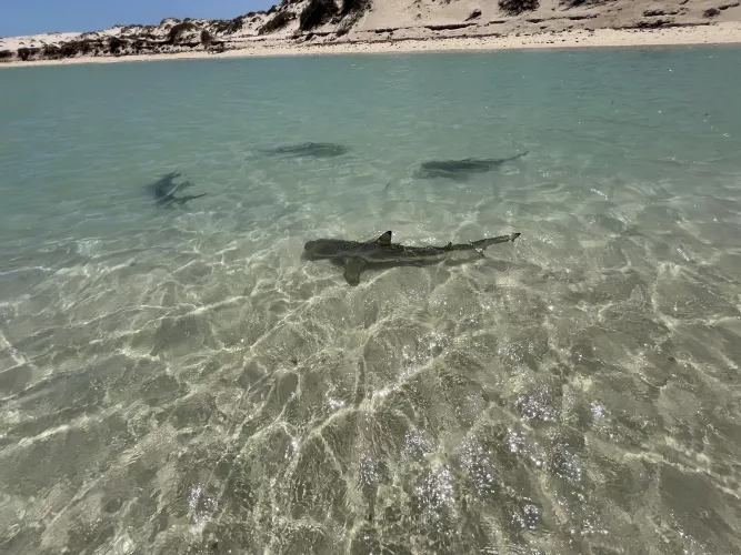 Shark nursery at coral bay beach, Australia🦈