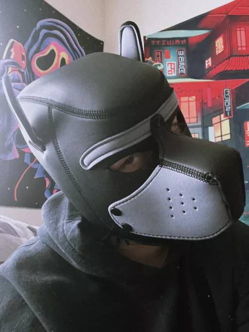 hi pups! new mask just came in :)