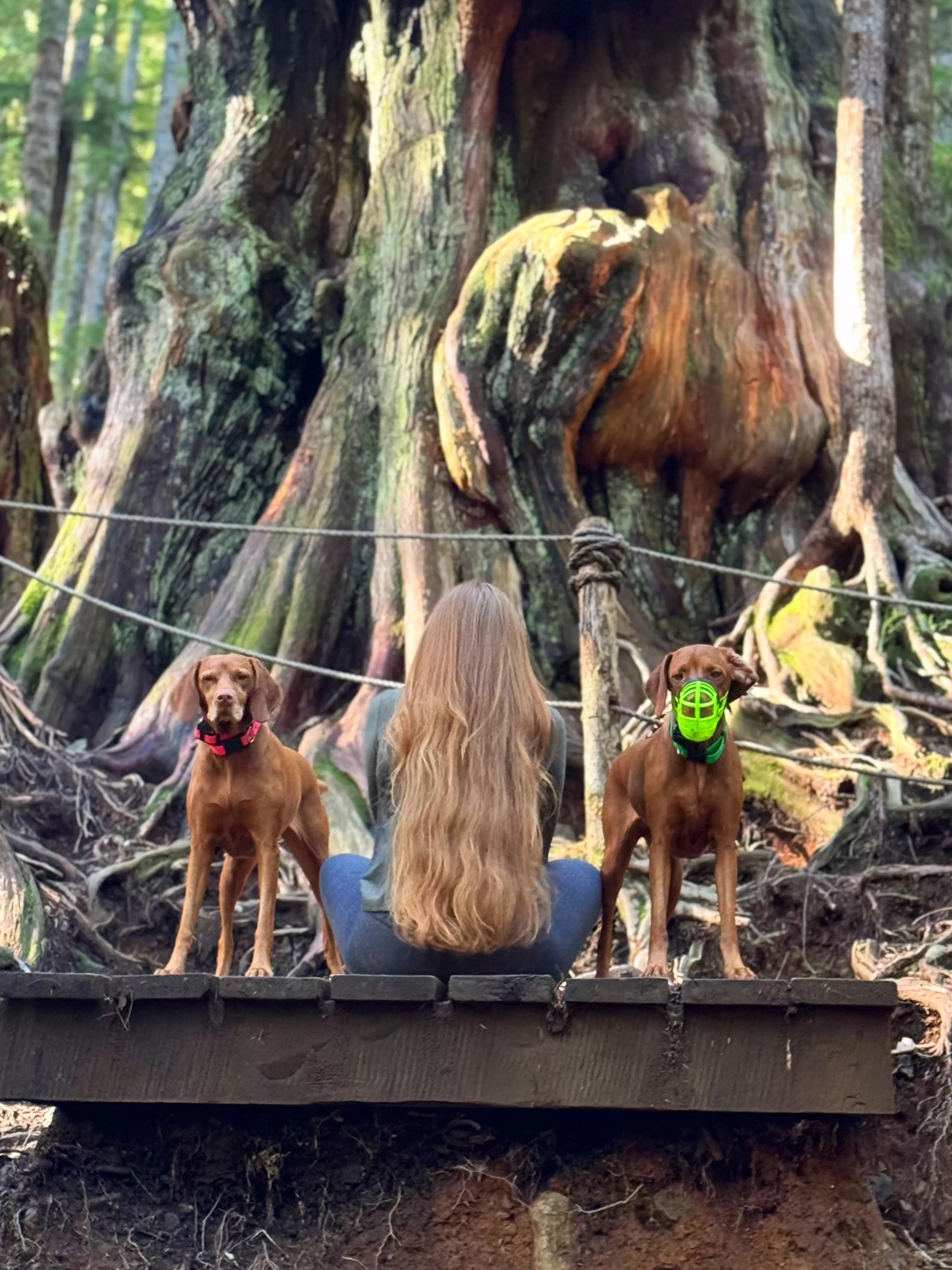 Well I’m back from my mini vacation 🥰 the dogs decided to match my hair apparently