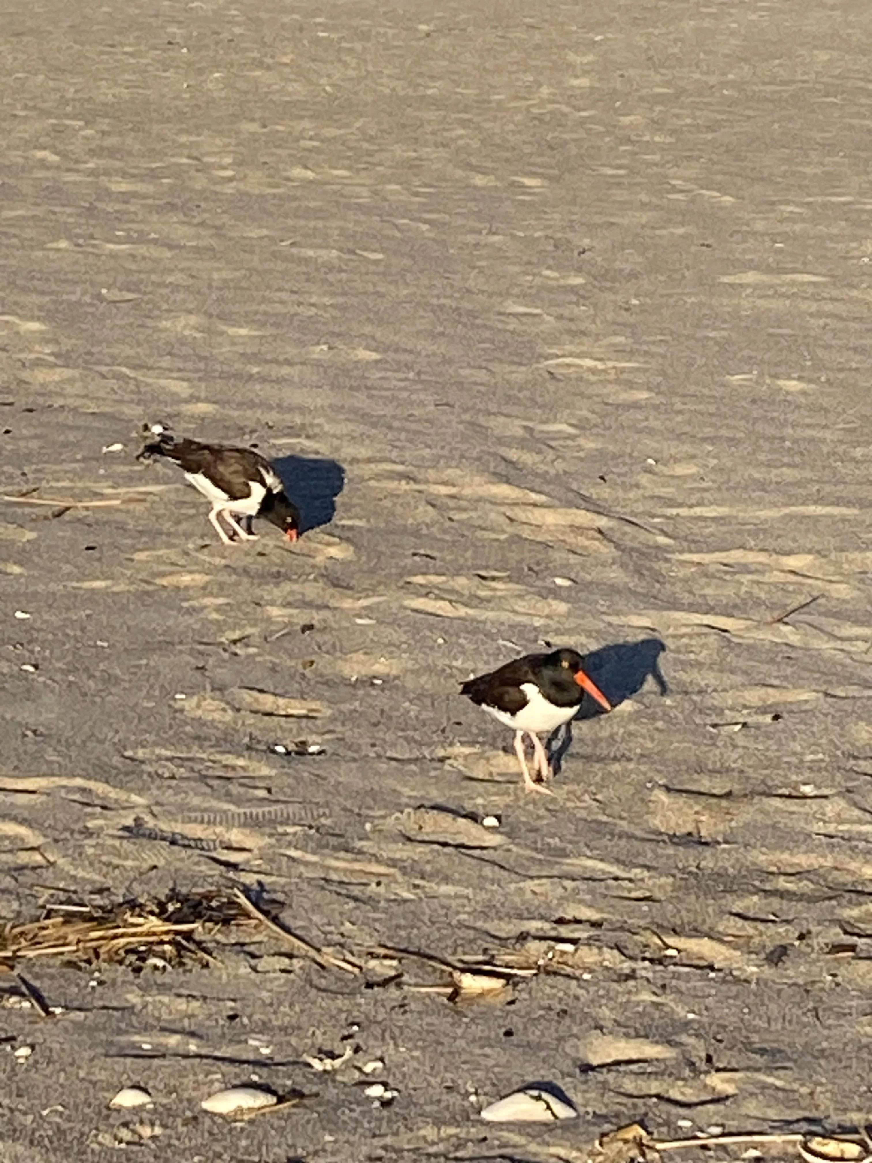 Their back, so glad to see these little fellows on the Jersey shoreline🤙🏻🎶🎶