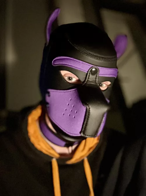 Late evening & early summer vibes 🐾 🐶 💜