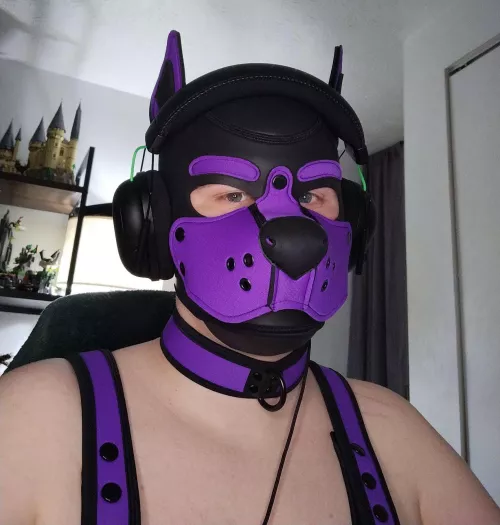 Puppy Gayming! 