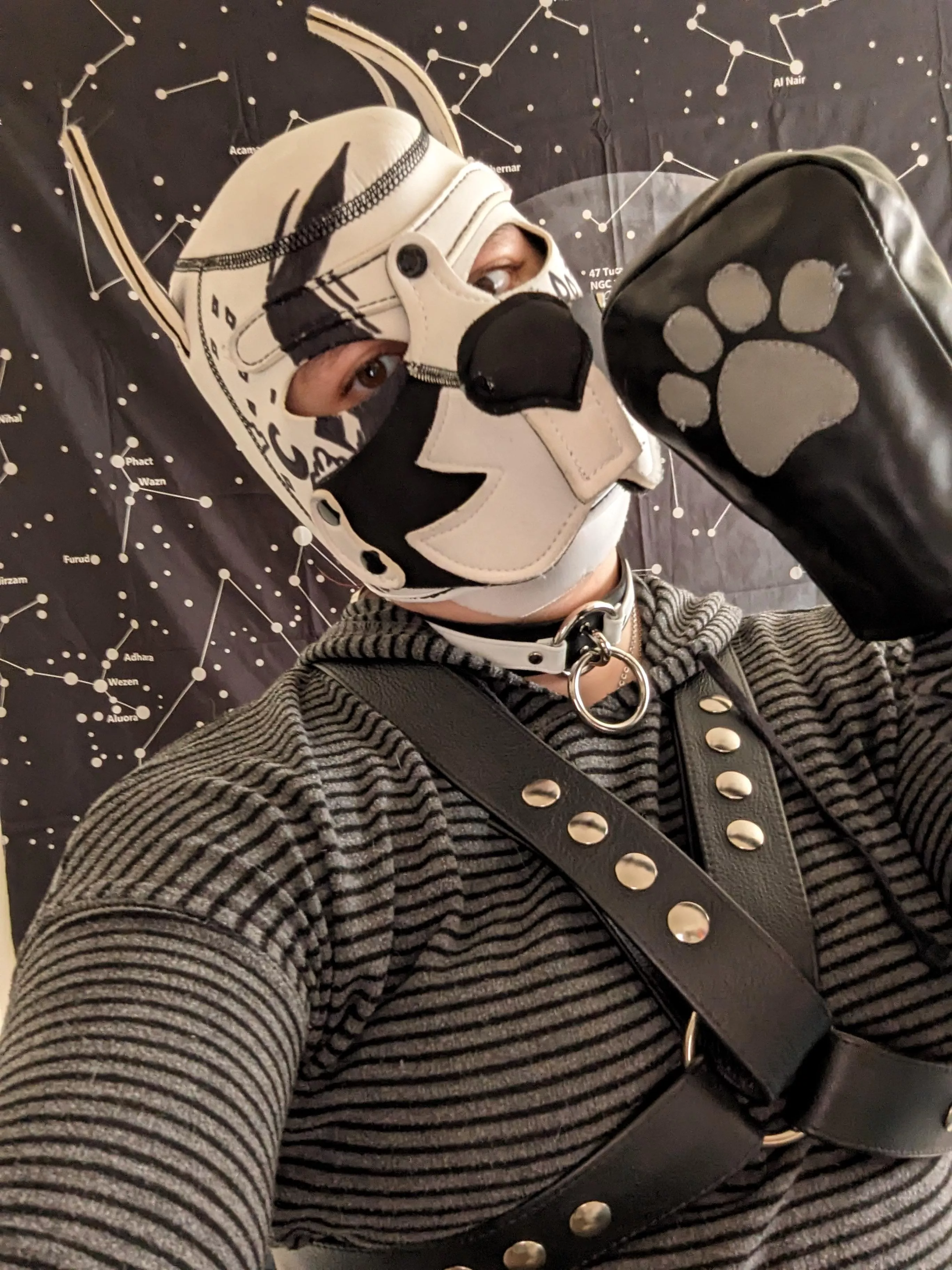 spacey pup wants your attention<3