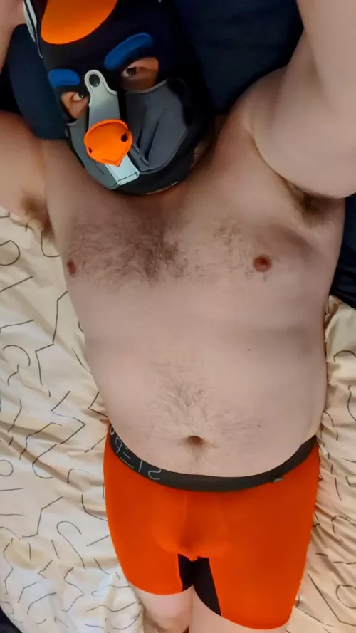 It's one of pup's favorite days, NEW UNDIES DAY! 🧡🩲🧡