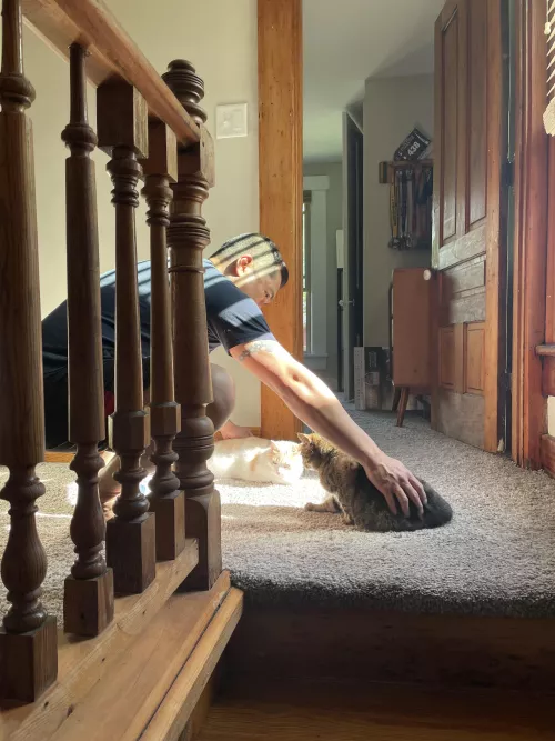 Our cats fought all day until my husband came home