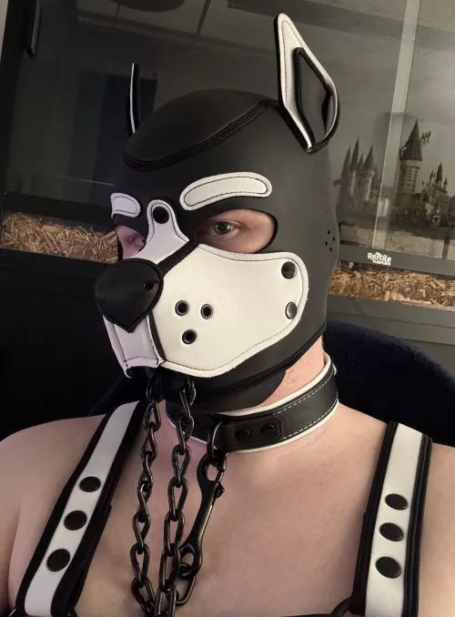 Woof! Name’s Ruffskie! Let’s go for a walk. 