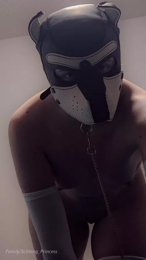 Do you let puppies on the bed?