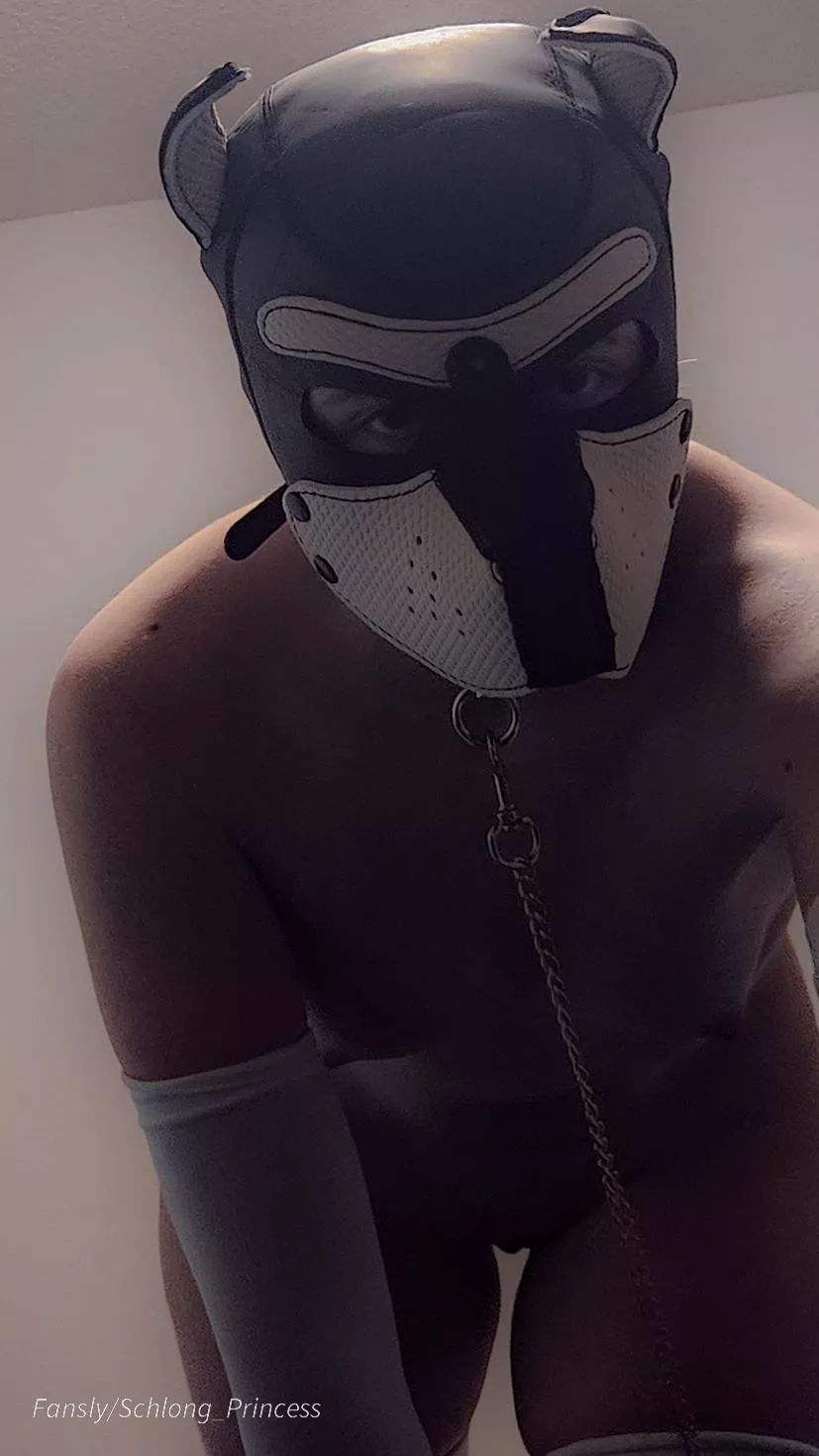 Do you let puppies on the bed?