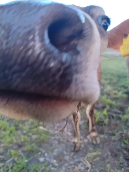 Does anyone have the full devil's snare Hermione album? (Sorry for the pic I have nothing HP related)