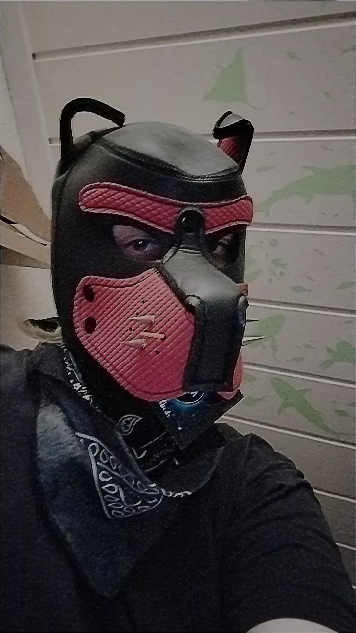 Woof! Guess what I have in my mouth 