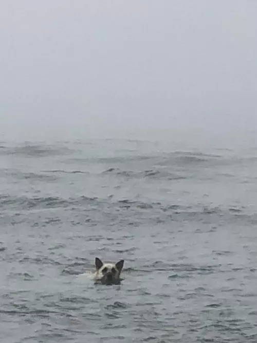 Boris the sailor ❤️