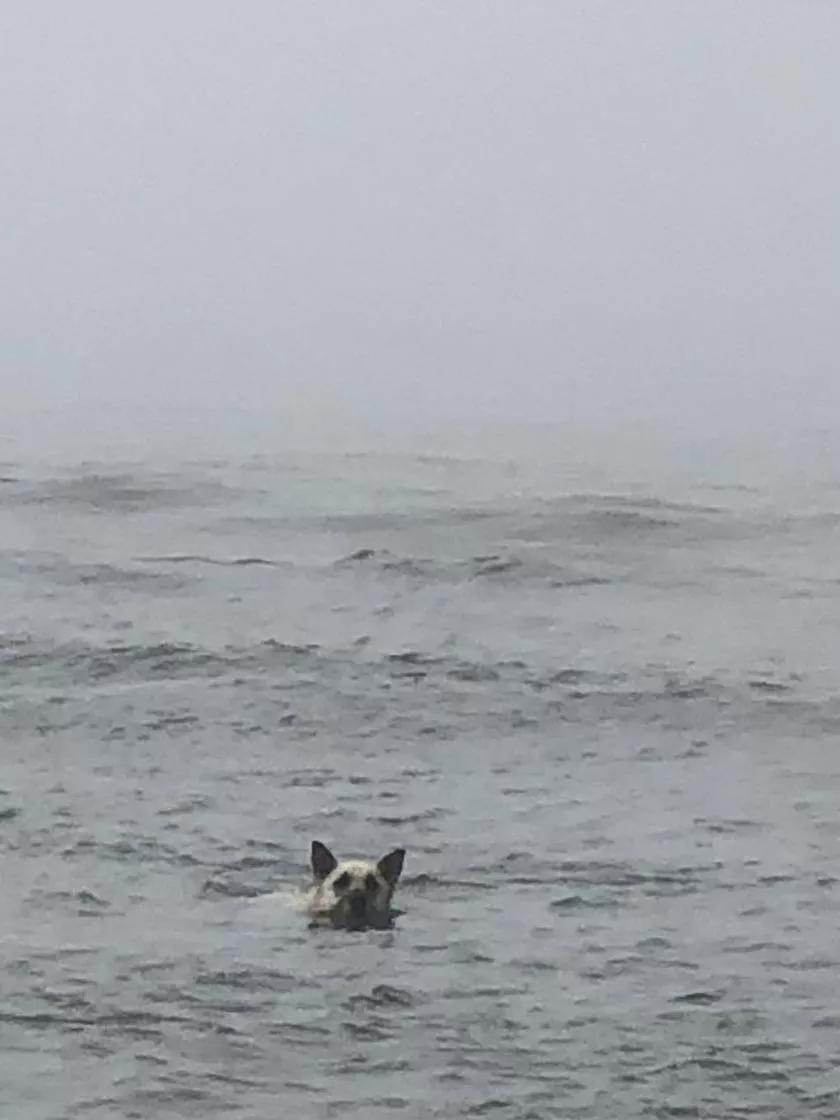 Boris the sailor ❤️