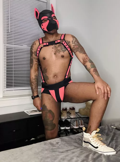 Can you handle an alpha bottom? 😈🐶