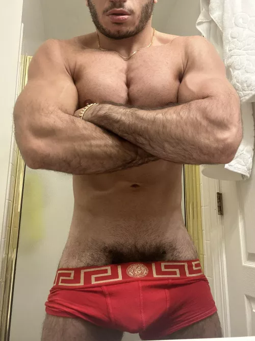 Hairy Persian Stud 