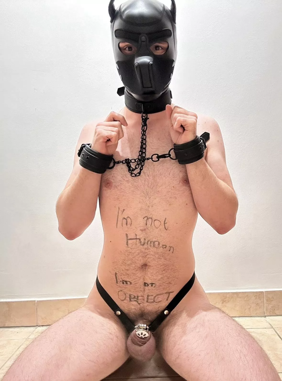 20 year old playful puppy for sale (voluntary). Bidding starts at 100$