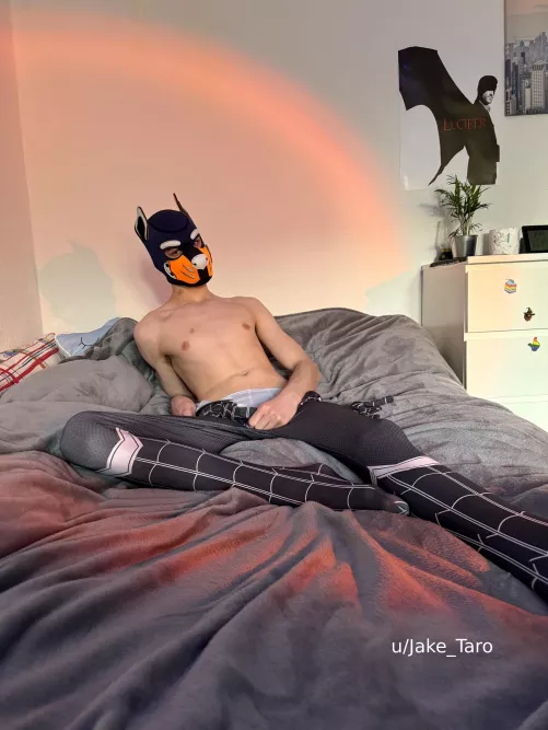 what do you think about spidey pup?